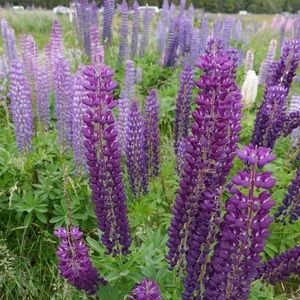 Meet your Posher, Beka